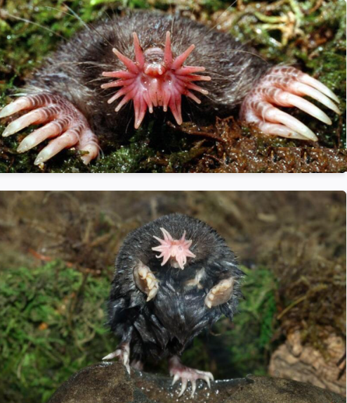 عجیب&zwnj;ترین جانوران کره زمین