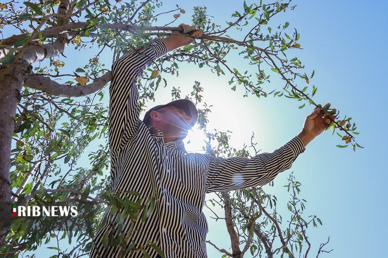 بادام به نام باغداران، به کام دلالان