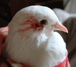 رستخیز عظیم