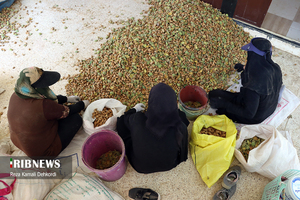 بادام به نام باغداران، به کام دلالان