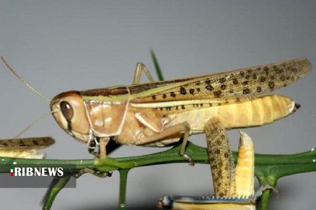 سم پاشی مراتع قصرقند علیه ملخ مهاجم