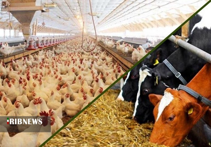 چگونگی تأمین ارز مورد نیاز صنعت دام و طیور چگونگی تأمین ارز مورد نیاز صنعت دام و طیور