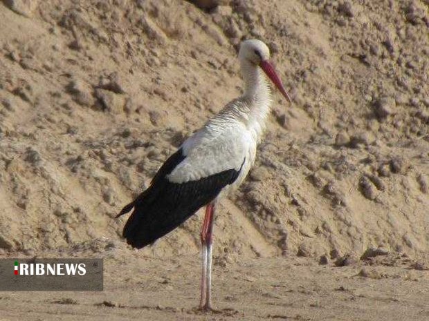 مشاهده لک لک سفید نادر در اردکان