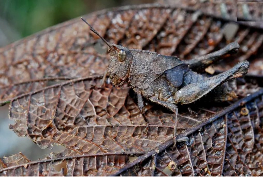 حشره های عجیب