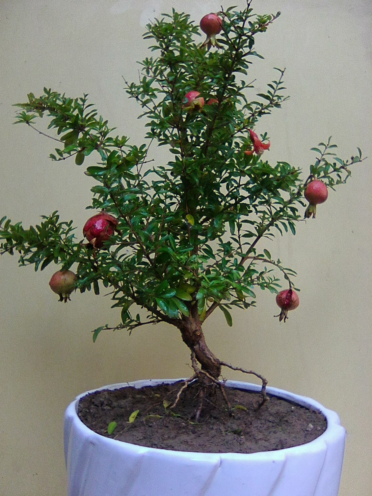 بونسای انار