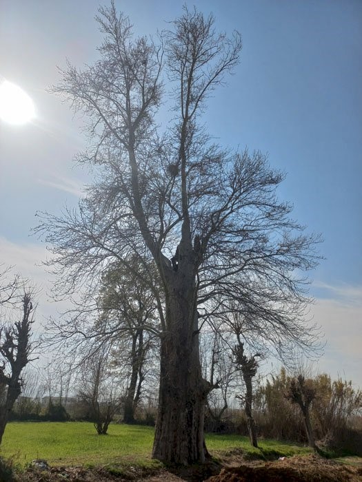 ثبت ۴ اثر طبیعی استان گلستان در فهرست آثار ملی