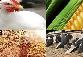 آغاز بارگیری و انتقال ۵۰۰ هزار تن ذرت دامی به استان&zwnj;ها پس از ترخیص از بندر امام خمینی (ره)