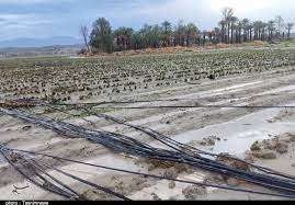 پرداخت تسهیلات به کشاورزان خسارت دیده کرمانی