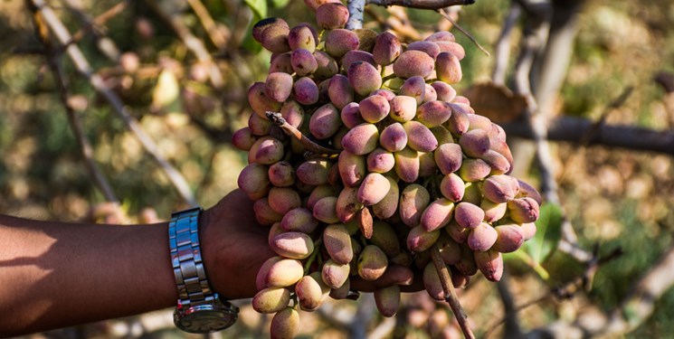 برداشت بیش از ۴ هزار تن پسته از سطح باغات تايباد برداشت بیش از ۴ هزار تن پسته از سطح باغات تايباد