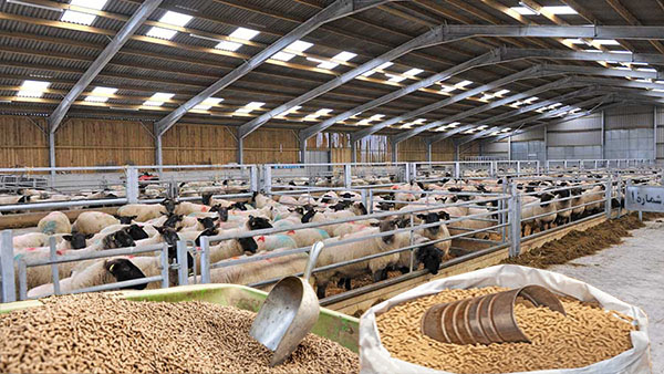 از ۱۰ روز دیگر گوشت قرمز بدهید، نهاده بگیرید