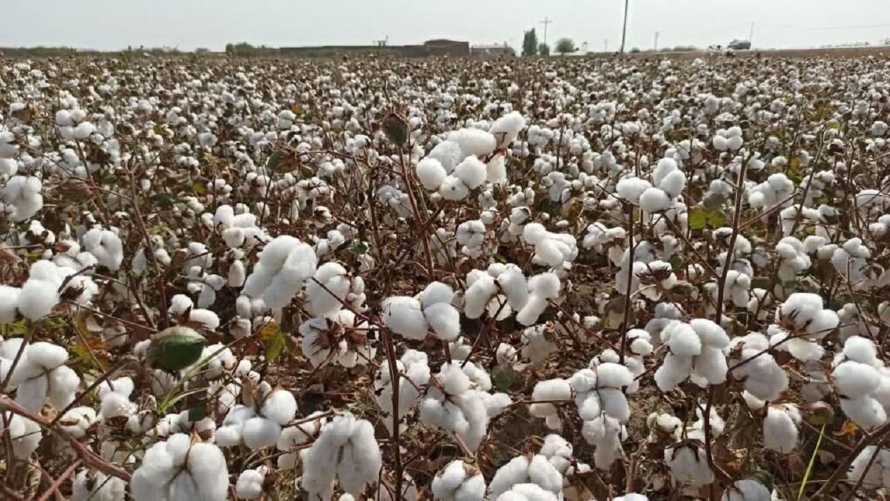 واردات بیرویه مشکلات جدی برای پنبهکاران استان اردبیل ایجاد کرده است واردات بیرویه مشکلات جدی برای پنبهکاران استان اردبیل ایجاد کرده است