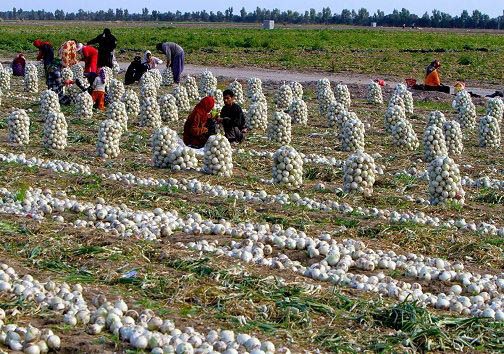 آبیاری بیش از ۹۰ درصد مزارع پپاز استان قزوین به شیوه نوین آبیاری بیش از ۹۰ درصد مزارع پپاز استان قزوین به شیوه نوین