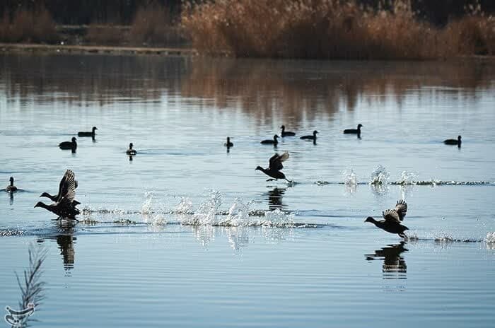 تالاب آققلعه نقده با یک میلیون مترمکعب آب احیا شد تالاب آققلعه نقده با یک میلیون مترمکعب آب احیا شد