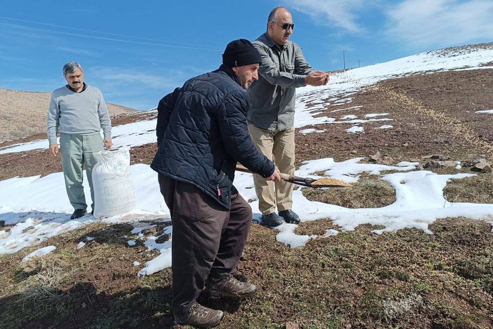دانە پاشی برای پرندگان در روستای گلاز اشنویە دانە پاشی برای پرندگان در روستای گلاز اشنویە