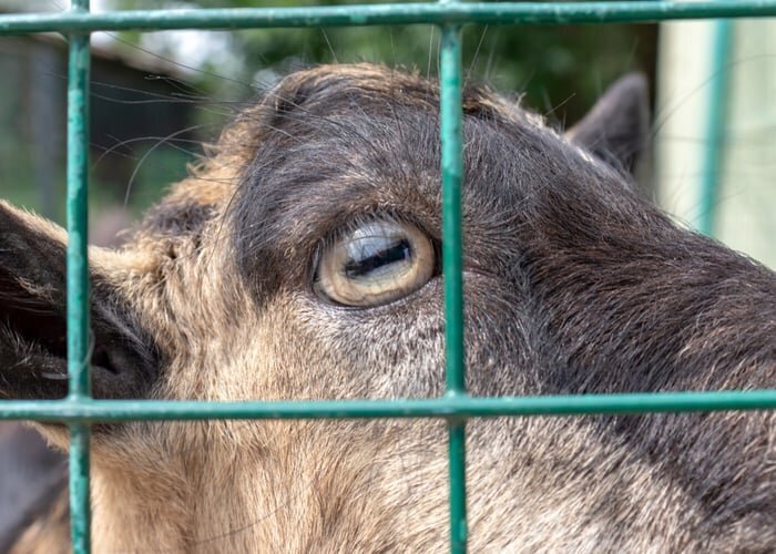تنها موجود در جهان که مردمک چشم آن مستطیل است!