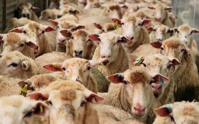 کشف ۴۱۹ راس دام قاچاق