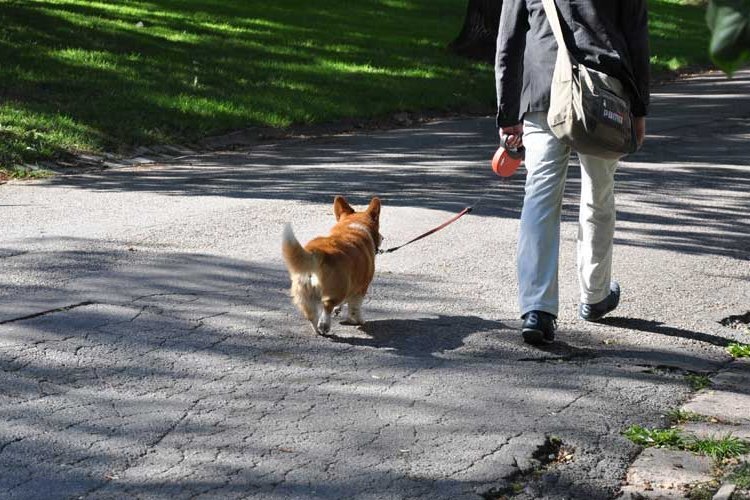 ورود فرهنگ نگهداری از سگ در خانه های ایرانی