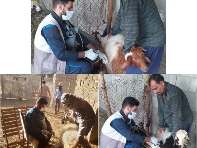 سم پاشی جایگاههای دام و دامهای سبک در رامشیر سم پاشی جایگاههای دام و دامهای سبک در رامشیر