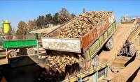 تحویل ۷۰ هزار تن چغندرقند به کارخانه  میاندوآب