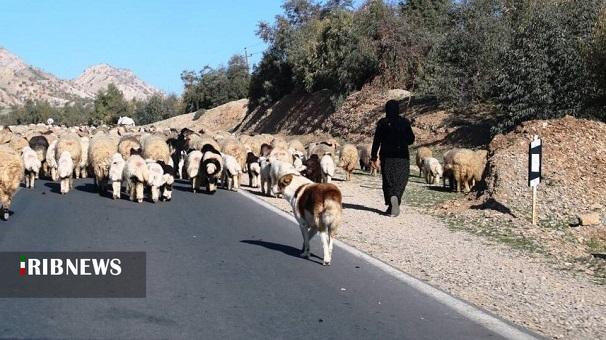 آغاز کوچ پائیزه عشایر لرستان