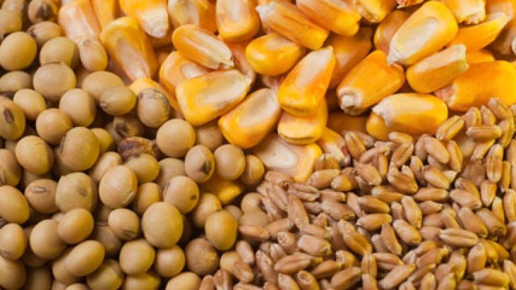 توزیع بیش از ۵۰۰ تن نهاده دامی در شوش