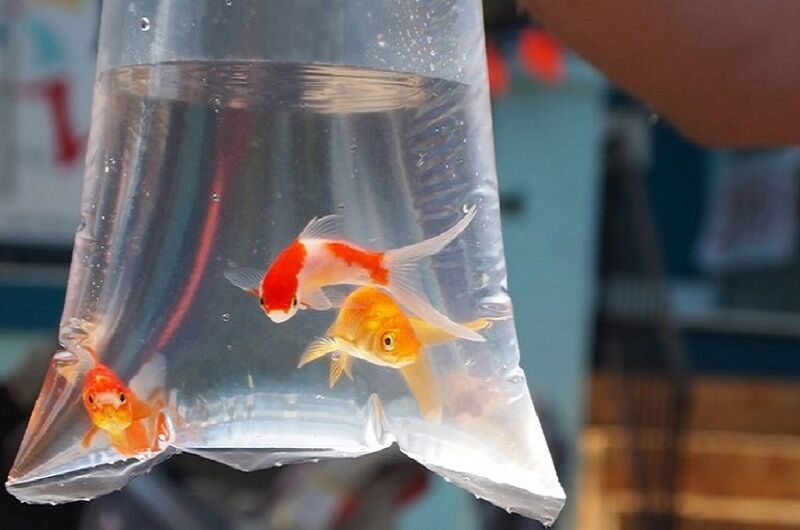 ماهی قرمز را در آبهای آزاد و سدها رها نکنید ماهی قرمز را در آبهای آزاد و سدها رها نکنید