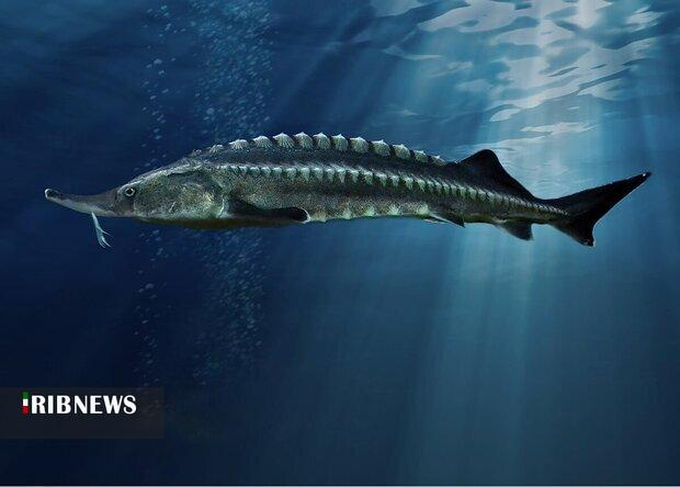 تولید ۲۵۰ تن گوشت ماهیان خاویاری در لرستان تولید ۲۵۰ تن گوشت ماهیان خاویاری در لرستان