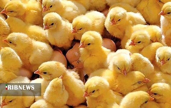 ۴.۵ میلیون قطعه جوجه ریزی بهمن امسال در لرستان