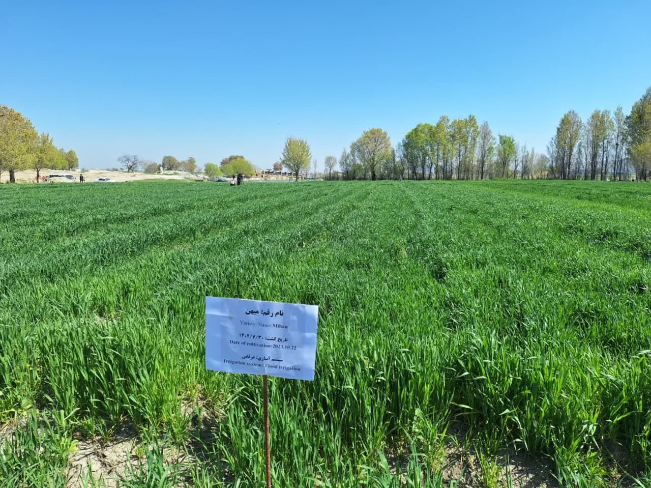 اجرای طرح مشارکتی گندم آبی (P.V.S) در منطقه نازلو چای شهرستان ارومیه اجرای طرح مشارکتی گندم آبی (P.V.S) در منطقه نازلو چای شهرستان ارومیه