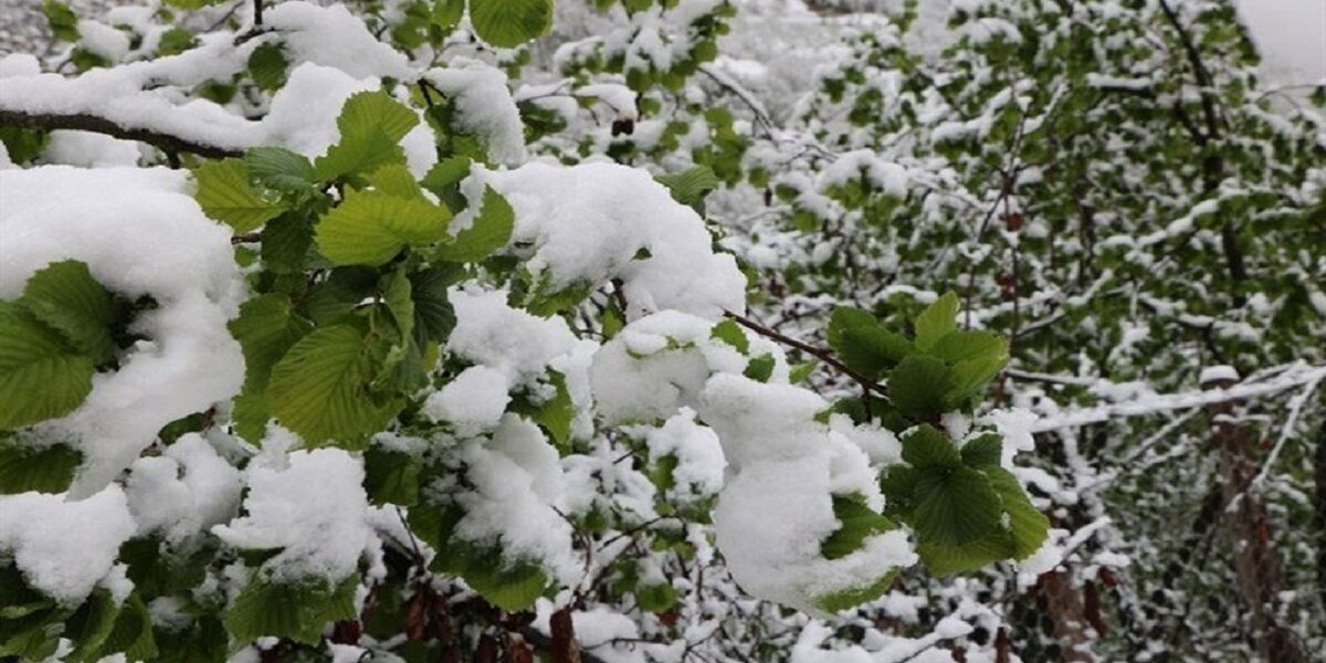 ***/  ساخت سامانه ایران ساخت برای جلوگیری از سرمازدگی درختان