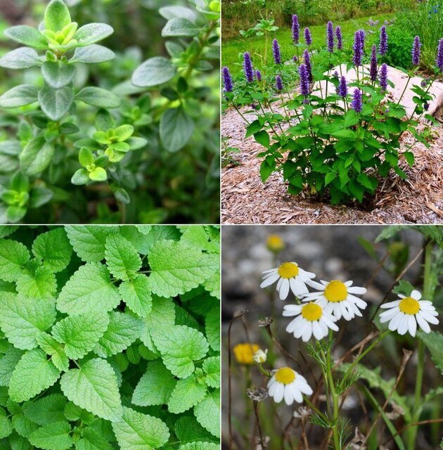 رتبه اول آذربایجانغربی در تنوع گونههای گیاهان دارویی در سطح کشور رتبه اول آذربایجانغربی در تنوع گونههای گیاهان دارویی در سطح کشور