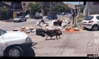 انباشت زباله در منطقه صنعتی کمرد در بخش جاجرود