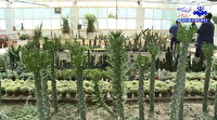 تولید گل و گیاه زینتی در دانشگاه آزاد اسلامی مراغه