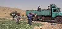 رونق تولیدات کشاورزی در استان