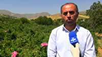 عطر گل محمدی در باغات کردستان + فیلم