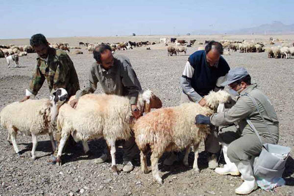 واکسیناسیون بیش از ۶۴ هزار راس بره و بزغاله در برابر بیماری بروسلوز در باغملک