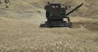 برداشت ۸۲ هزار تن گندم از مزارع مناطق گرمسیری استان