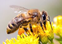 رهاسازی زنبورهای ضد آفت در مزارع شهرستان قروه