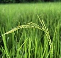 ظهور نخستین خوشه برنج در شالیزار‌های ساری