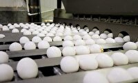 صدور مجوز صادرات ٣۵ تن تخم‌مرغ از قوچان به افغانستان و ترکمنستان