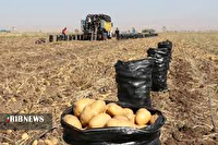 خریداری ۱۰۳ هزار تن سیب زمینی مازاد بر نیاز کشاورزان