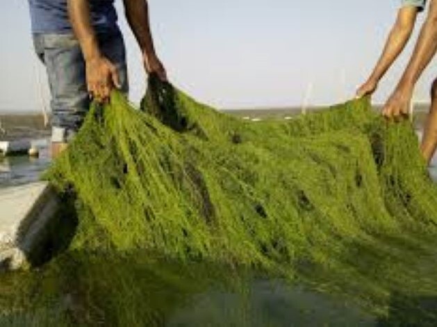 موافقت وزیر بهداشت با راه اندازی مرکز تحقیقات گیاهان داروییِ دریایی در چابهار موافقت وزیر بهداشت با راه اندازی مرکز تحقیقات گیاهان داروییِ دریایی در چابهار