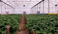 افتتاح گلخانه تولید بذر گواهی شده سیب زمینی در فیروزآباد