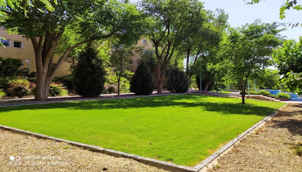 تولید بومی چمن آفریقایی به دست دانش بنیانها تولید بومی چمن آفریقایی به دست دانش بنیانها