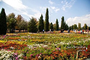 جشنواره گل‌های داودی در باغ گیاه شناسی ملی ایران