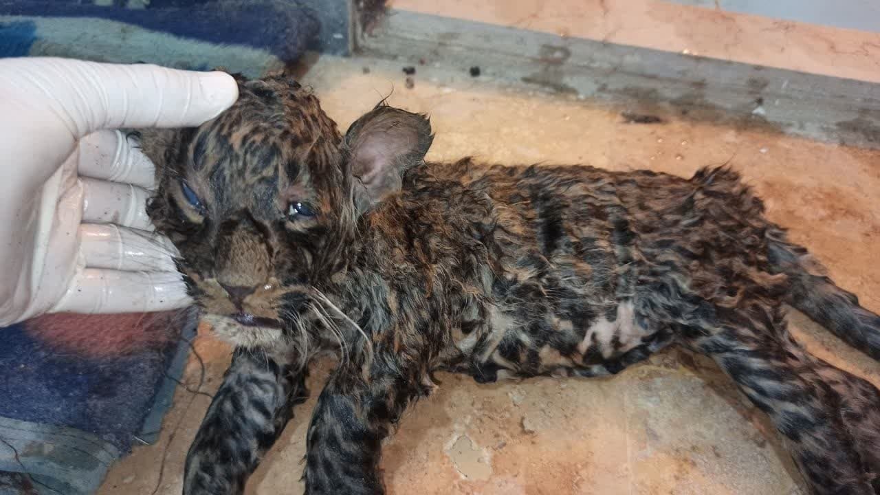 کشف لاشه توله پلنگ در پارک ملی ساریگل کشف لاشه توله پلنگ در پارک ملی ساریگل