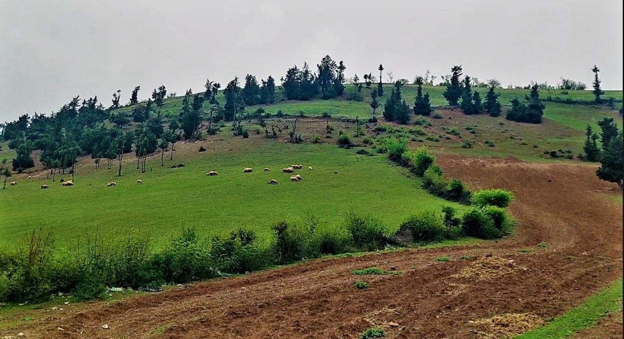 هوای گیلان همچنان گرم و تابستانی