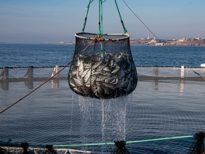 لزوم ارائه بسته‌های مشوق سرمایه‌گذاری در بخش شیلات خوزستان