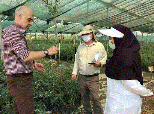 ۷ هزار نفر عضو بسیج جامعه کشاورزی آذربایجانغربی هستند ۷ هزار نفر عضو بسیج جامعه کشاورزی آذربایجانغربی هستند