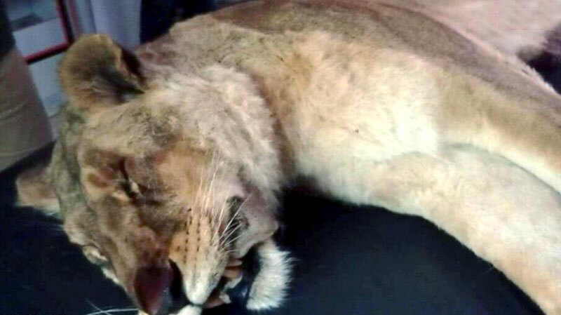 علت تلف شدن شیر الیمالات مشخص شد